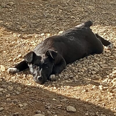 Rajani - verspielt, neugierig und lebensfroh, Terrier-Mischling - Hündin