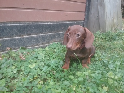 Ralf sucht sein Glück, Zwergdackel Welpen - Rüde