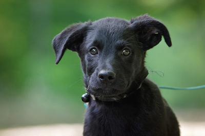 Ralfi, Mischling Welpen - Rüde