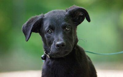 Ralfi, Mischling Welpen - Rüde