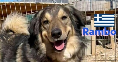 Rambo, Hütehund-Mix - Rüde