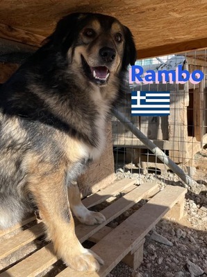 Rambo, Hütehund-Mix - Rüde