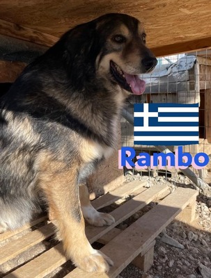 Rambo, Hütehund-Mix - Rüde
