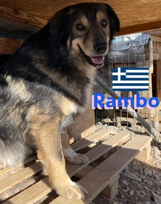 Rambo, Hütehund-Mix - Rüde
