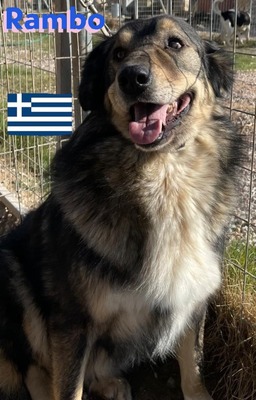 Rambo, Hütehund-Mix - Rüde