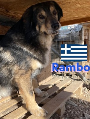 Rambo, Hütehund-Mix - Rüde