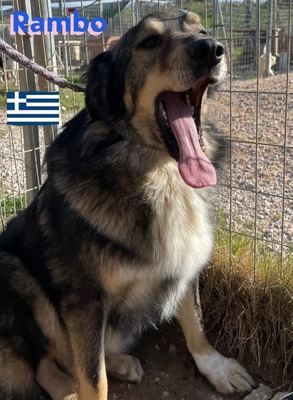 Rambo, Hütehund-Mix - Rüde