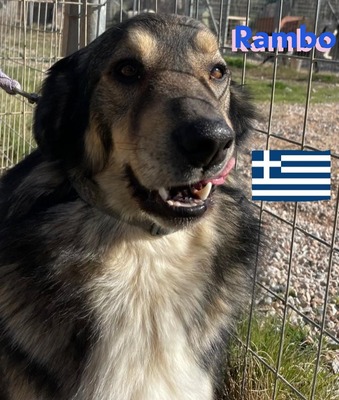 Rambo, Hütehund-Mix - Rüde