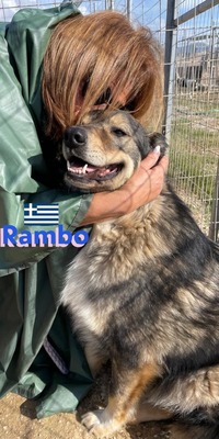 Rambo, Hütehund-Mix - Rüde