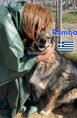 Rambo, Hütehund-Mix - Rüde