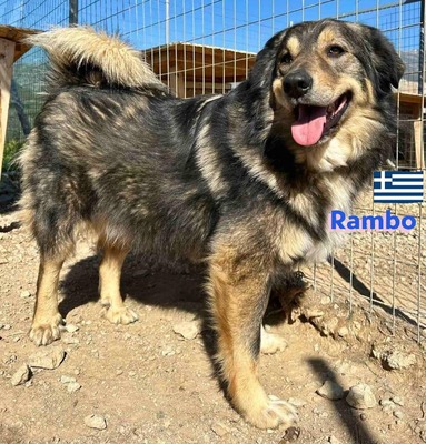 Rambo, Hütehund-Mix - Rüde