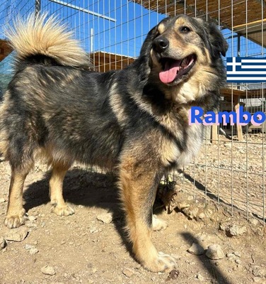Rambo, Hütehund-Mix - Rüde