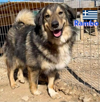 Rambo, Hütehund-Mix - Rüde