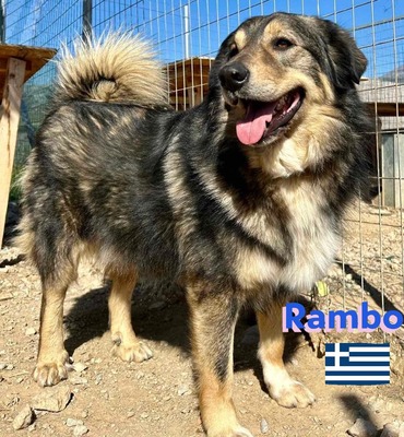 Rambo, Hütehund-Mix - Rüde