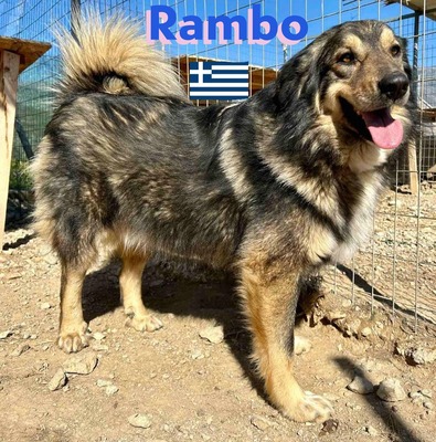 Rambo, Hütehund-Mix - Rüde