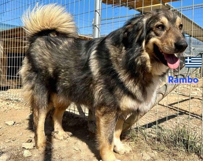 Rambo, Hütehund-Mix - Rüde