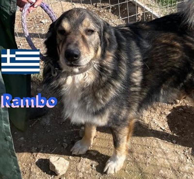 Rambo, Hütehund-Mix - Rüde