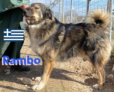 Rambo, Hütehund-Mix - Rüde