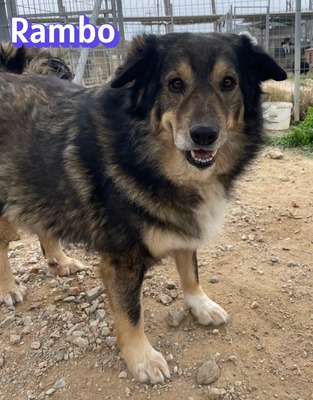 Rambo, Hütehund-Mix - Rüde