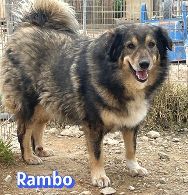 Rambo, Hütehund-Mix - Rüde