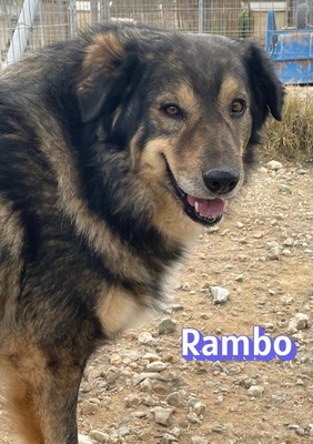Rambo, Hütehund-Mix - Rüde