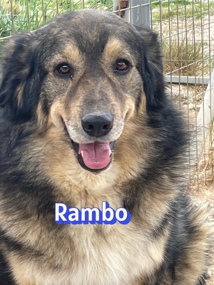 Rambo, Hütehund-Mix - Rüde