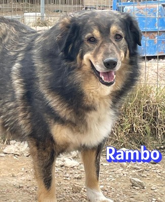 Rambo, Hütehund-Mix - Rüde