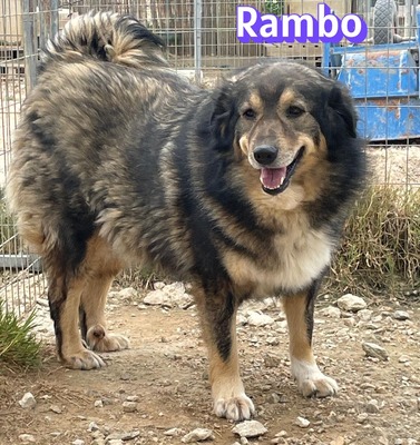 Rambo, Hütehund-Mix - Rüde