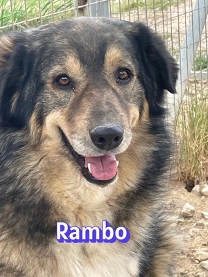 Rambo, Hütehund-Mix - Rüde