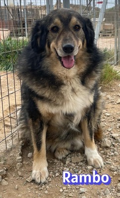 Rambo, Hütehund-Mix - Rüde