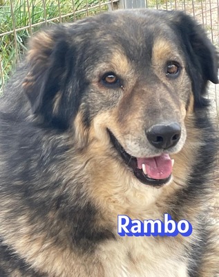 Rambo, Hütehund-Mix - Rüde
