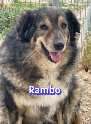 Rambo, Hütehund-Mix - Rüde