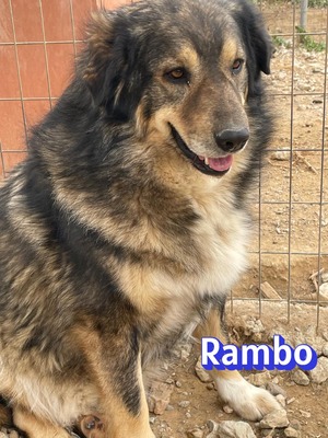 Rambo, Hütehund-Mix - Rüde