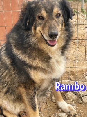 Rambo, Hütehund-Mix - Rüde