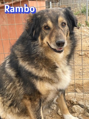 Rambo, Hütehund-Mix - Rüde