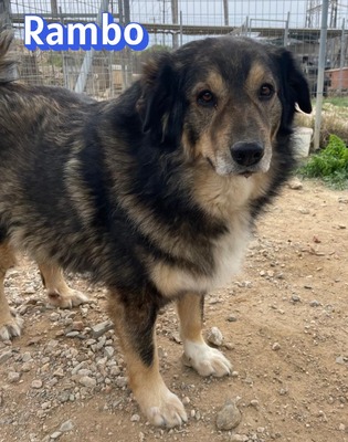 Rambo, Hütehund-Mix - Rüde