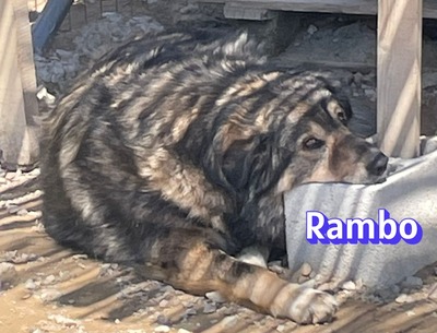 Rambo, Hütehund-Mix - Rüde