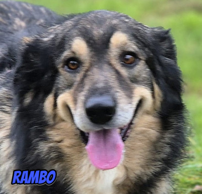 Rambo, Mischling - Rüde