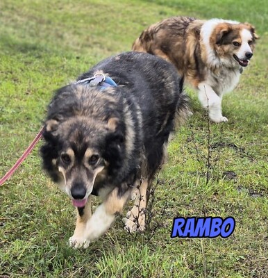Rambo, Mischling - Rüde