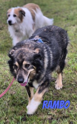 Rambo, Mischling - Rüde