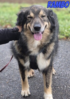 Rambo, Mischling - Rüde