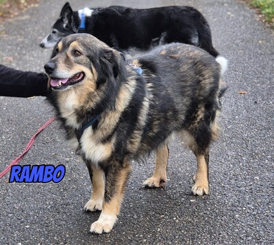 Rambo, Mischling - Rüde
