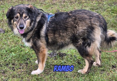 Rambo, Mischling - Rüde