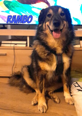 Rambo, Mischling - Rüde