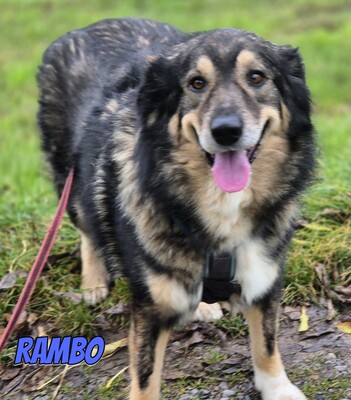 Rambo, Mischling - Rüde