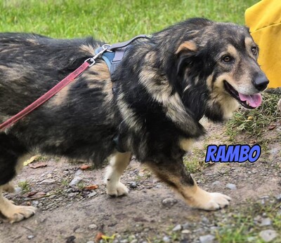 Rambo, Mischling - Rüde
