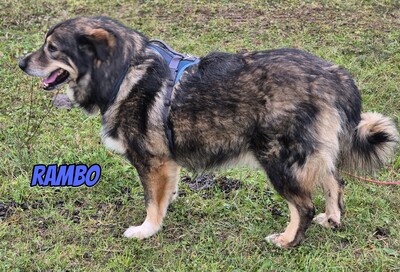 Rambo, Mischling - Rüde