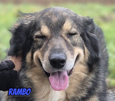 Rambo, Mischling - Rüde