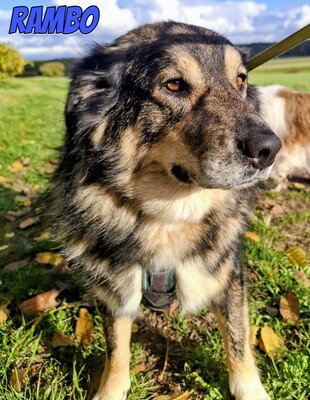 Rambo, Mischling - Rüde