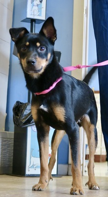 Rambo, Pinscher - Mix - Rüde